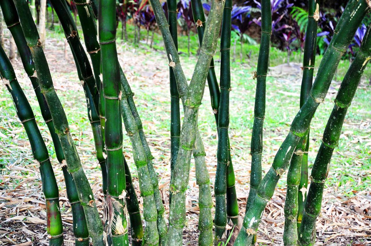 Hosteria Finca El Pigual 普约 外观 照片